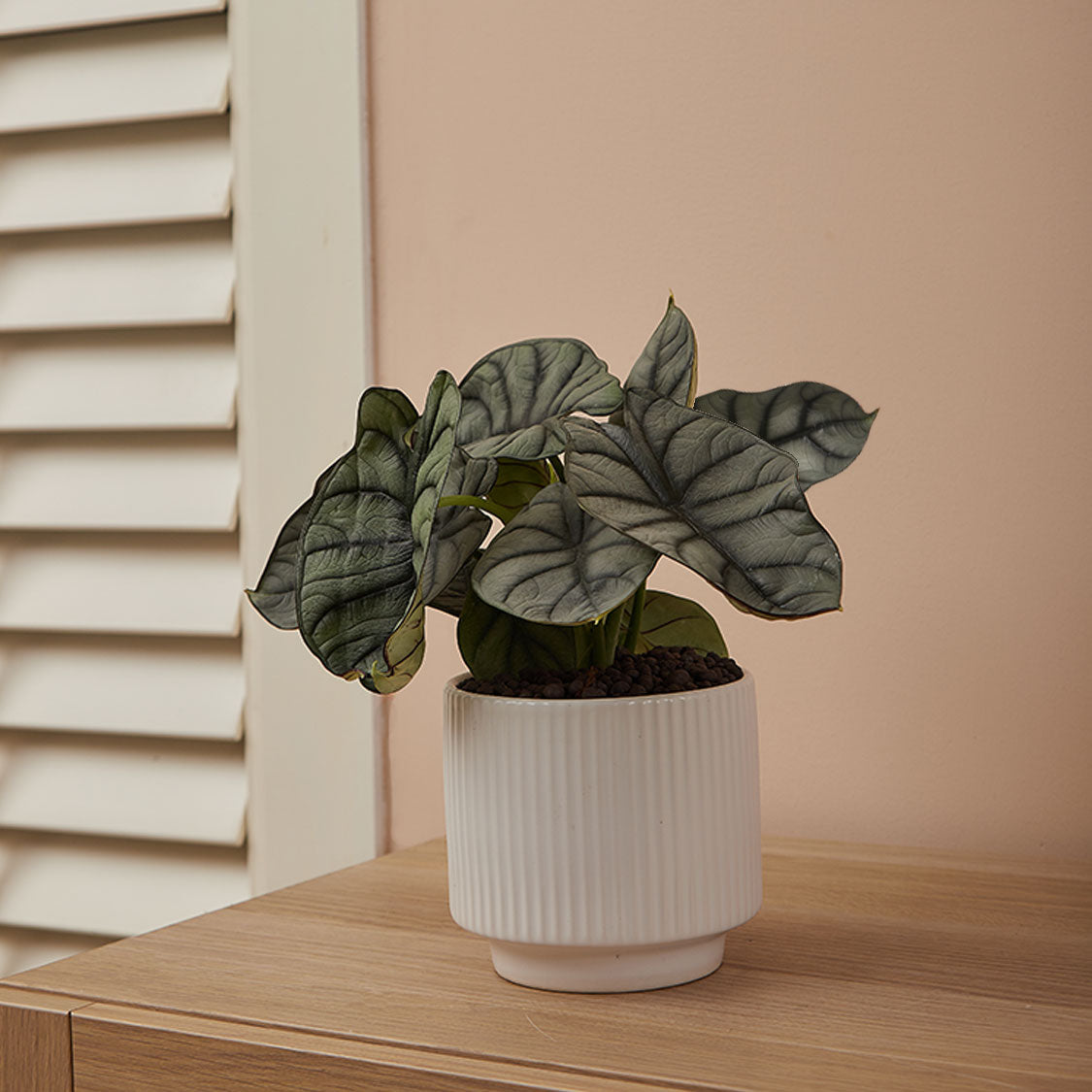 GREEN PLANT - 白犀牛海芋 Alocasia Silver Dragon室內植物座枱盆栽家居綠植森林檯面雨林配簡約花盆