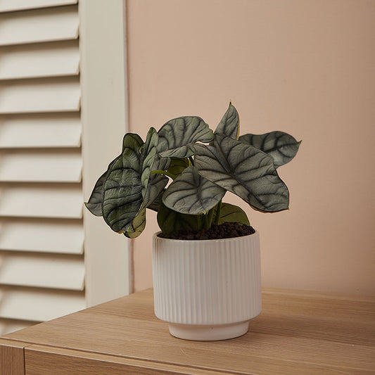 GREEN PLANT - 白犀牛海芋 Alocasia Silver Dragon室內植物座枱盆栽家居綠植森林檯面雨林配簡約花盆