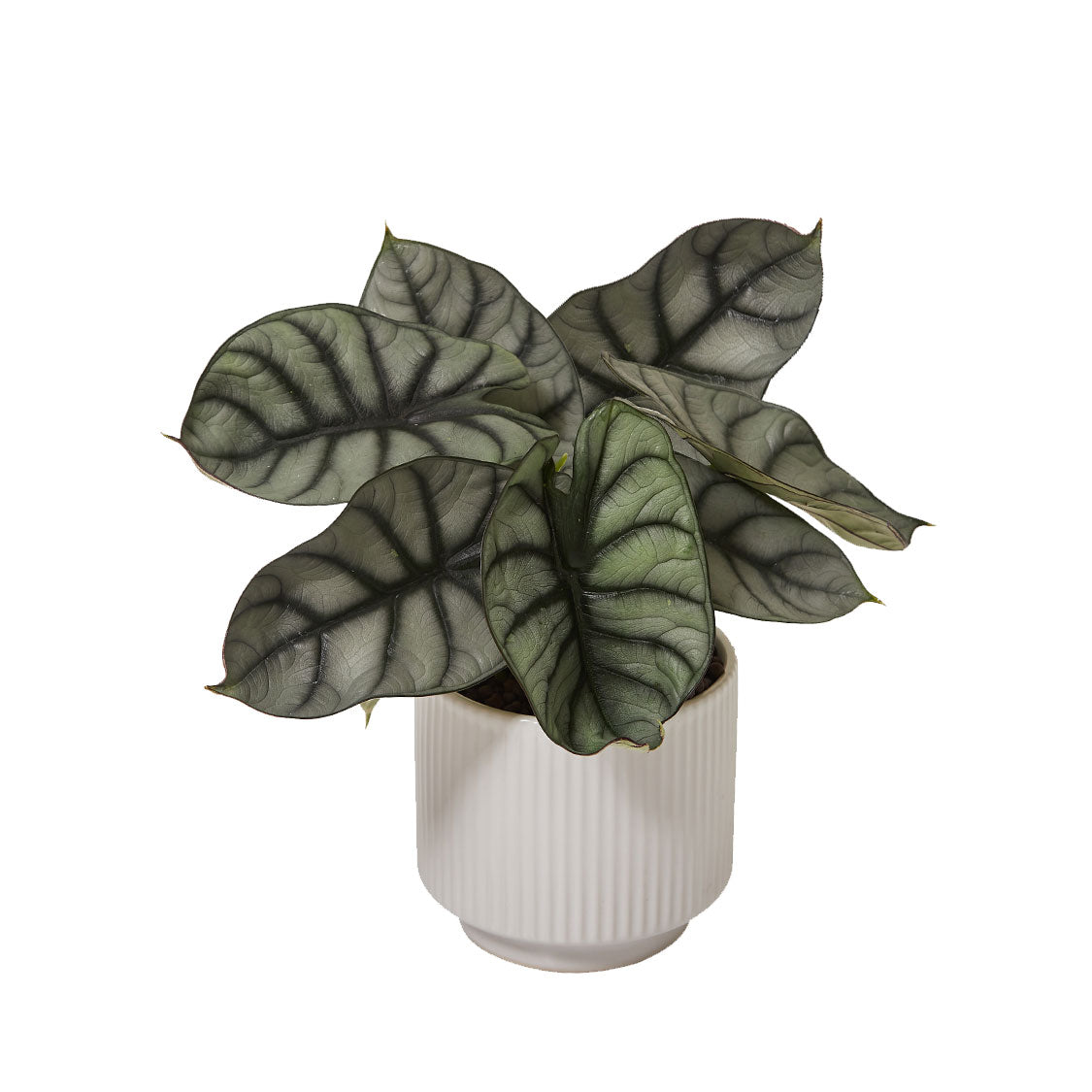 GREEN PLANT - 白犀牛海芋 Alocasia Silver Dragon室內植物座枱盆栽家居綠植森林檯面雨林配簡約花盆