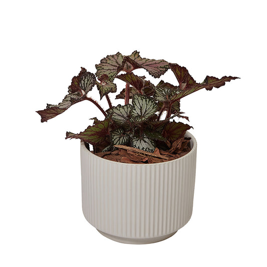 GREEN PLANT - 蝶衣秋海棠 Begonia Rex室內植物座枱盆栽家居綠植森林檯面雨林配簡約花盆