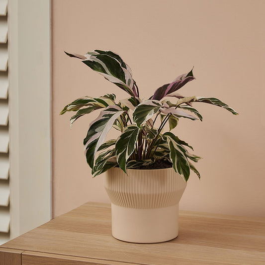 GREEN PLANT - 白油畫竹芋 Calathea White Fusion室內植物座枱盆栽家居綠植森林檯面雨林配簡約花盆