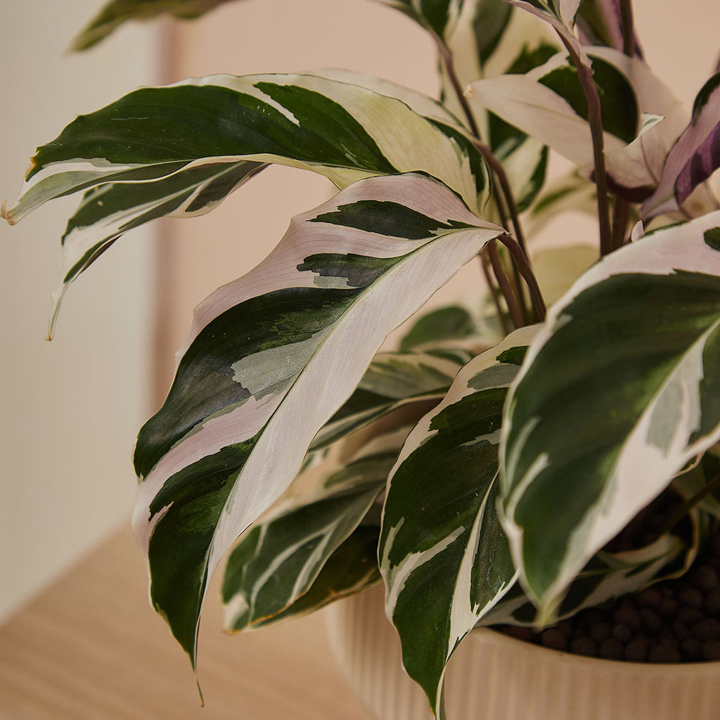GREEN PLANT - 白油畫竹芋 Calathea White Fusion室內植物座枱盆栽家居綠植森林檯面雨林配簡約花盆