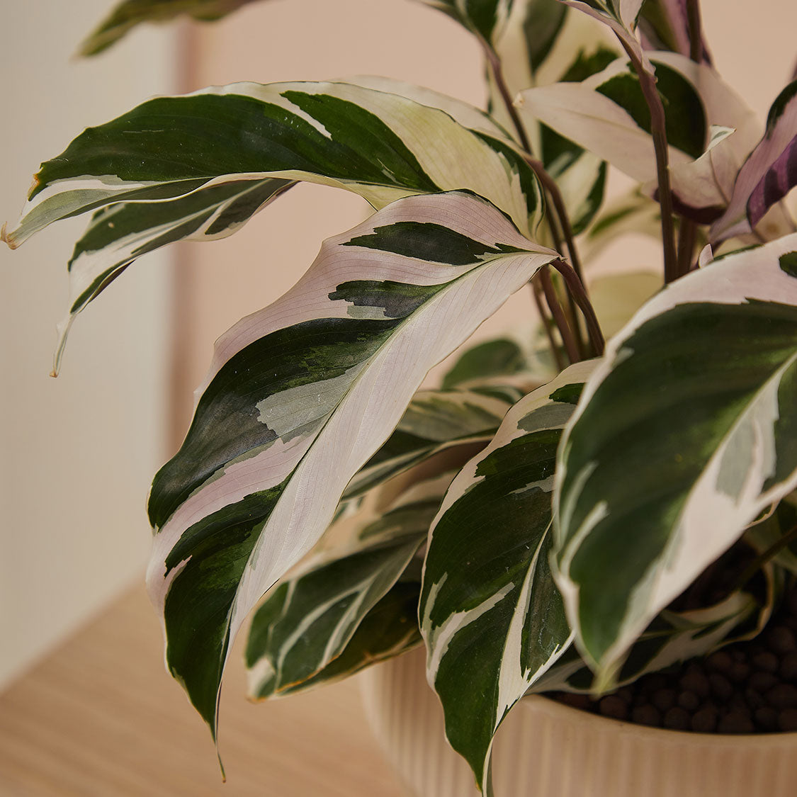 GREEN PLANT - 白油畫竹芋 Calathea White Fusion室內植物座枱盆栽家居綠植森林檯面雨林配簡約花盆