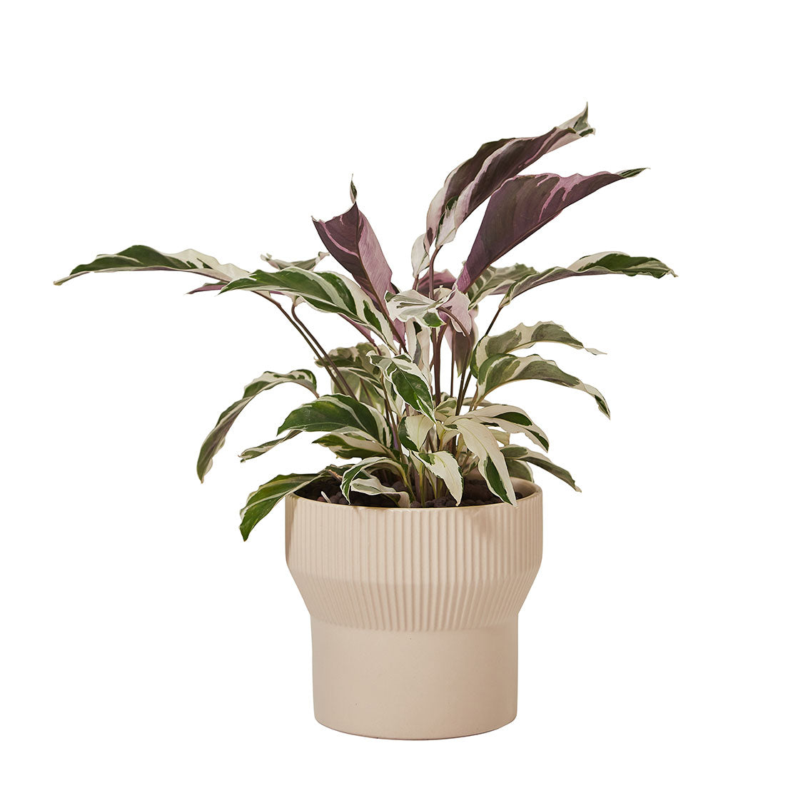 GREEN PLANT - 白油畫竹芋 Calathea White Fusion室內植物座枱盆栽家居綠植森林檯面雨林配簡約花盆