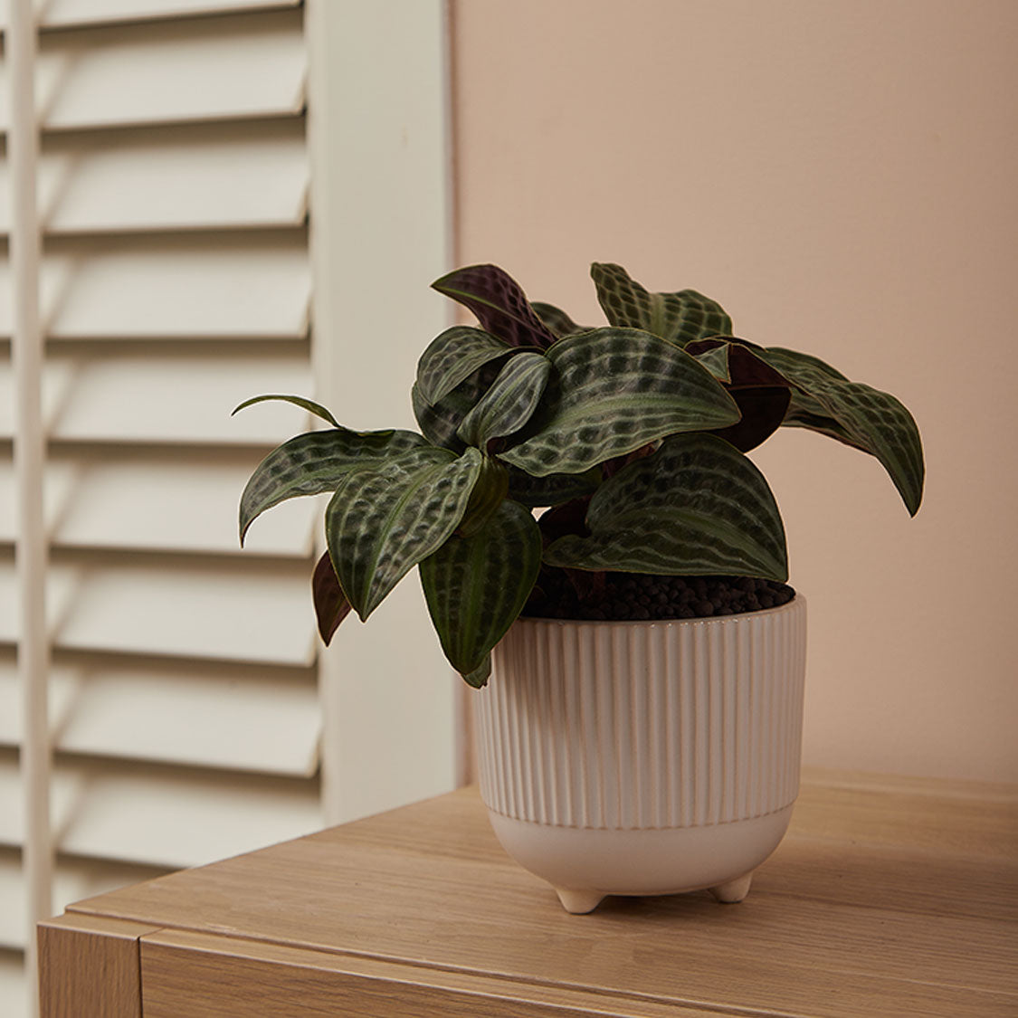 GREEN PLANT - 銀波草/泡泡龍Geogenanthus poeppigii / seersucker plant室內植物座枱盆栽家居綠植森林檯面雨林配簡約花盆