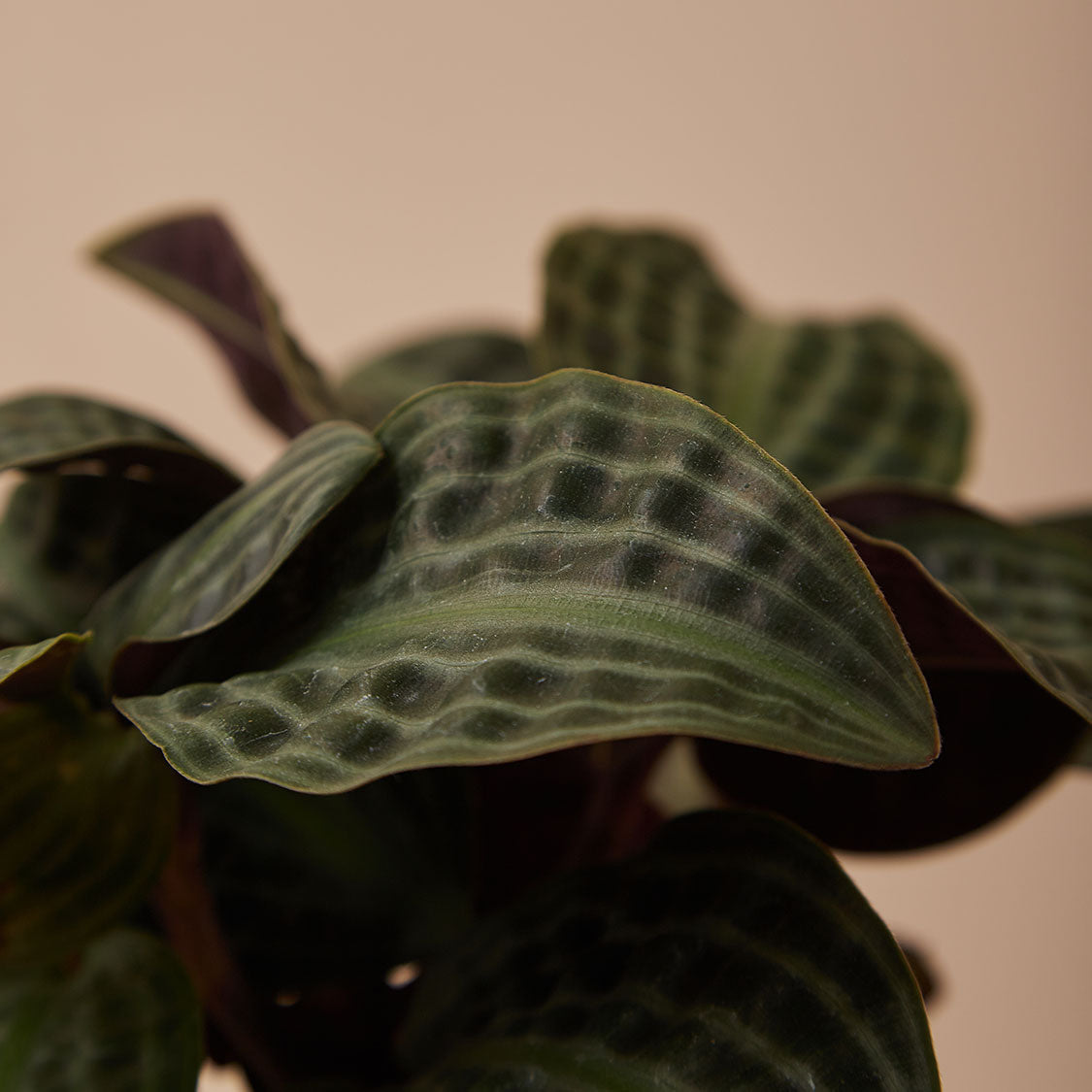 GREEN PLANT - 銀波草/泡泡龍Geogenanthus poeppigii / seersucker plant室內植物座枱盆栽家居綠植森林檯面雨林配簡約花盆