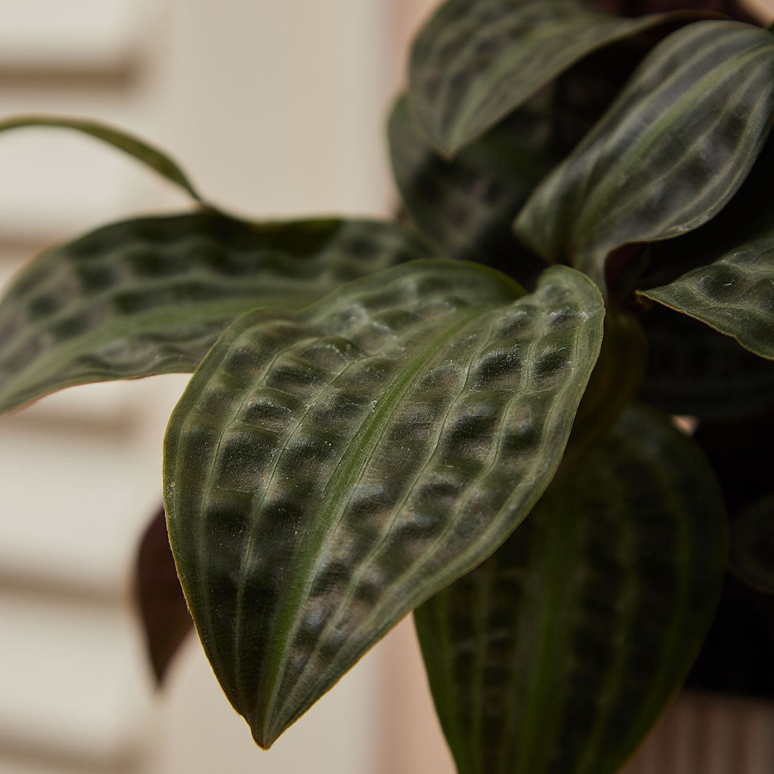 GREEN PLANT - 銀波草/泡泡龍Geogenanthus poeppigii / seersucker plant室內植物座枱盆栽家居綠植森林檯面雨林配簡約花盆