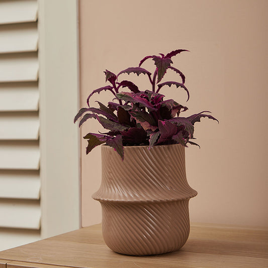 GREEN PLANT - 紫鵝絨 Gynura aurantiaca/ purple passion/ velvet plant室內植物座枱盆栽家居綠植森林檯面雨林配簡約花盆