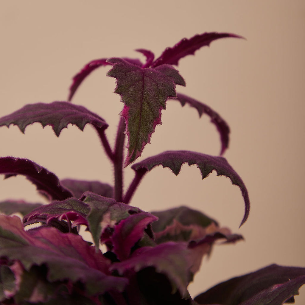 GREEN PLANT - 紫鵝絨 Gynura aurantiaca/ purple passion/ velvet plant室內植物座枱盆栽家居綠植森林檯面雨林配簡約花盆