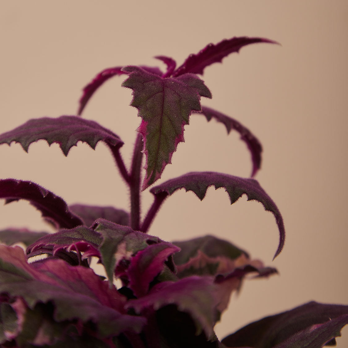 GREEN PLANT - 紫鵝絨 Gynura aurantiaca/ purple passion/ velvet plant室內植物座枱盆栽家居綠植森林檯面雨林配簡約花盆