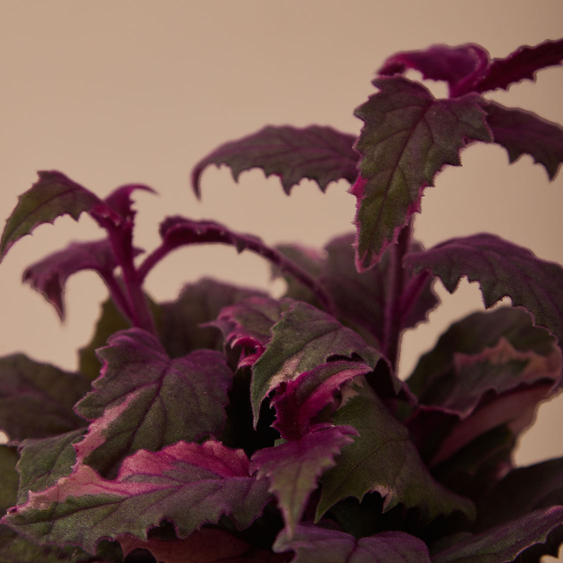GREEN PLANT - 紫鵝絨 Gynura aurantiaca/ purple passion/ velvet plant室內植物座枱盆栽家居綠植森林檯面雨林配簡約花盆