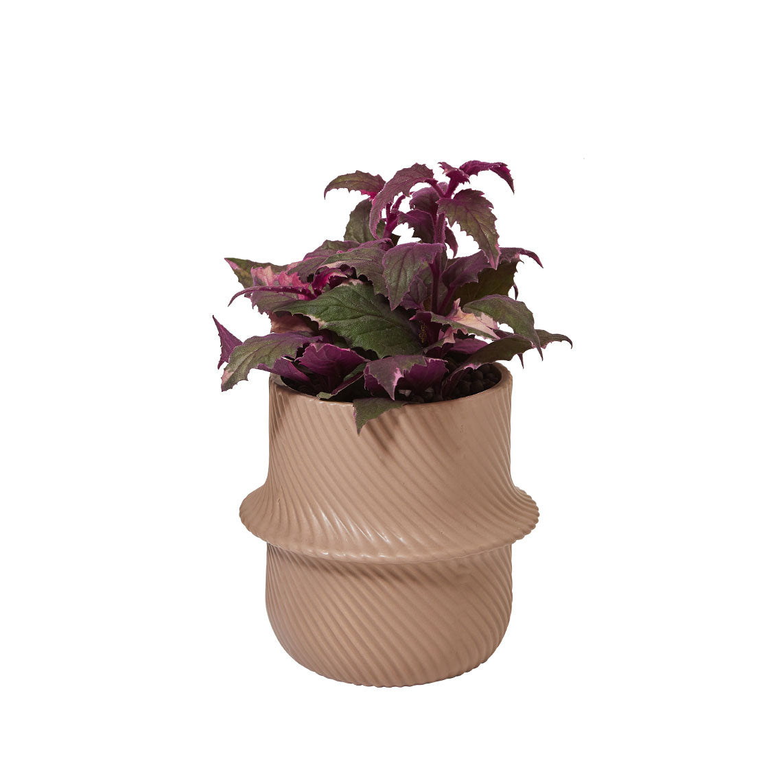 GREEN PLANT - 紫鵝絨 Gynura aurantiaca/ purple passion/ velvet plant室內植物座枱盆栽家居綠植森林檯面雨林配簡約花盆