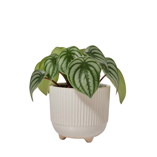 GREEN PLANT - 西瓜皮椒草 Peperomia Sandersii室內植物座枱盆栽家居綠植森林檯面雨林配簡約花盆