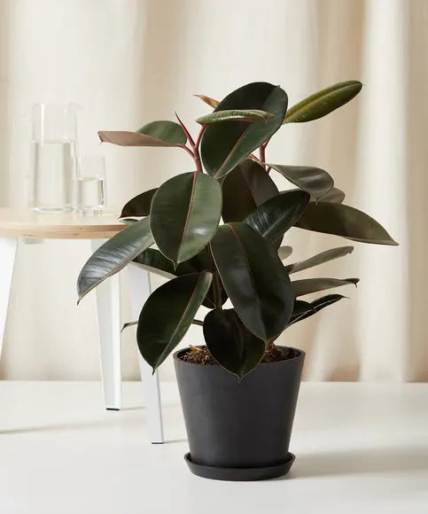 GREEN PLANT - 橡膠樹 Burgundy Rubber Tree - 2ft