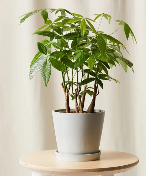 GREEN PLANT - 發財樹 Money Tree Forest - 7ft