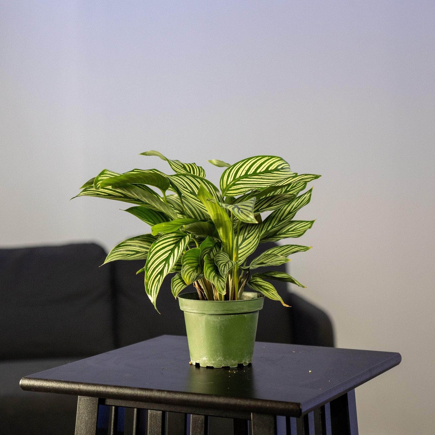 GREEN PLANT - 雙線竹芋 Calathea elliptica - 5in