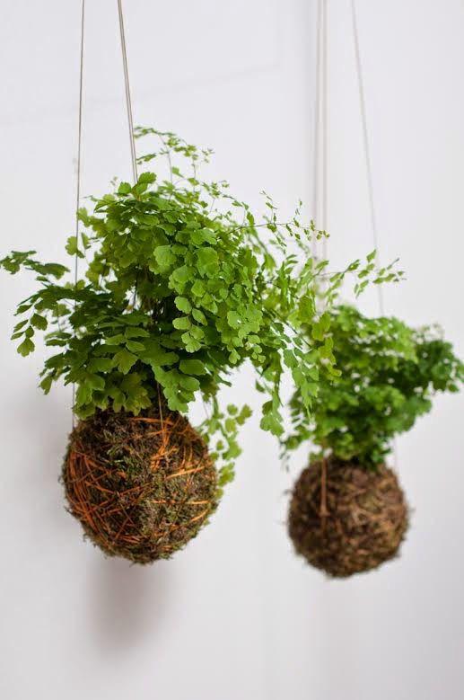 Botanic Union Forest Healing Workshop "Japanese Kokedama Moss Jade Ball Workshop"