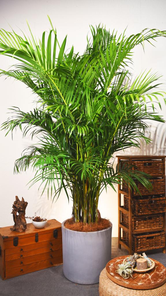 Green Plants - Bamboo Palm - 6ft