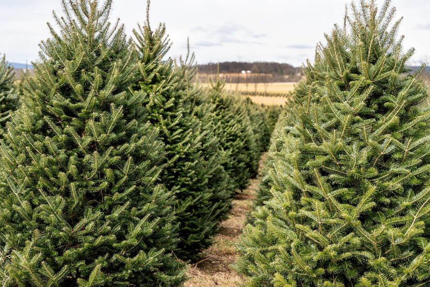 Christmas Plant - Noble Fir X'mas Tree