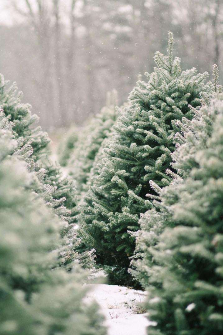 Christmas Plant - 貴族松｜Noble Fir X'mas Tree