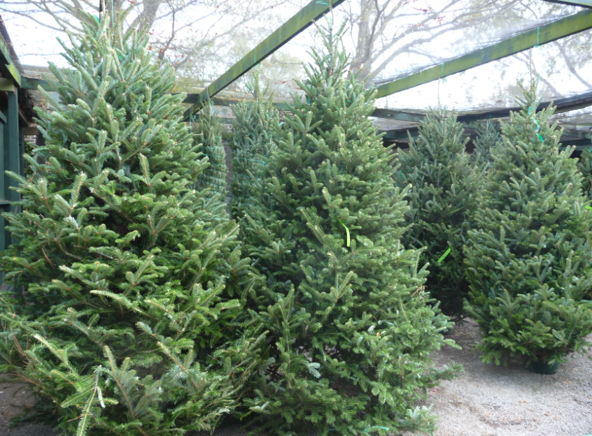 Christmas Plant - 貴族松｜Noble Fir X'mas Tree