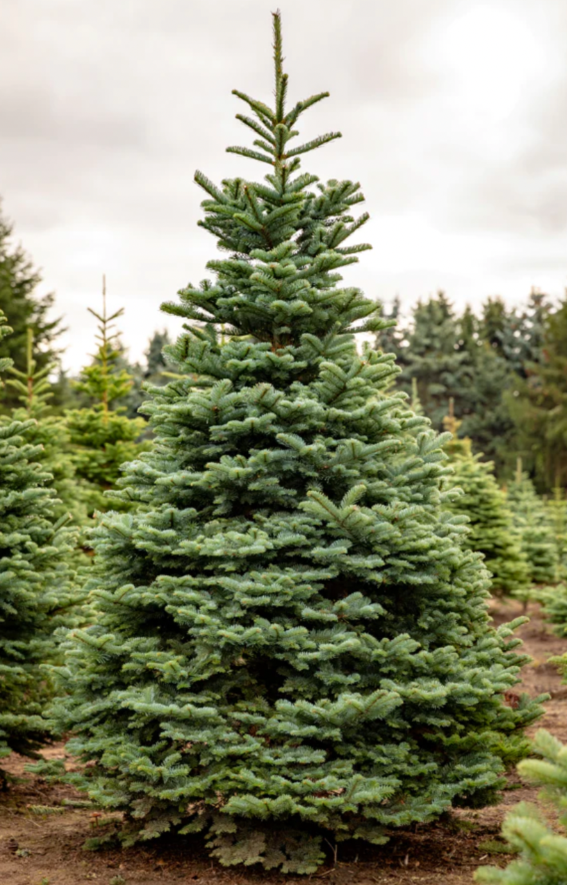 Christmas Plant - 貴族松｜Noble Fir X'mas Tree